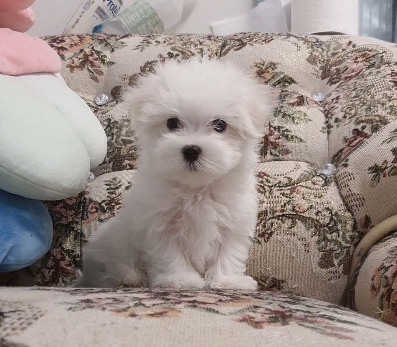 Chiot Bichon Maltais à vendre