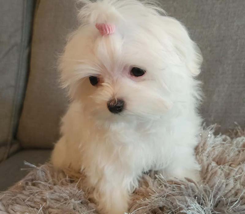 Chiot Bichon Maltais à vendre