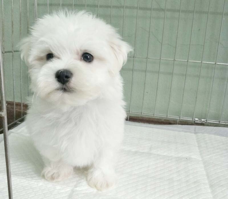 Chiot Bichon Maltais à vendre