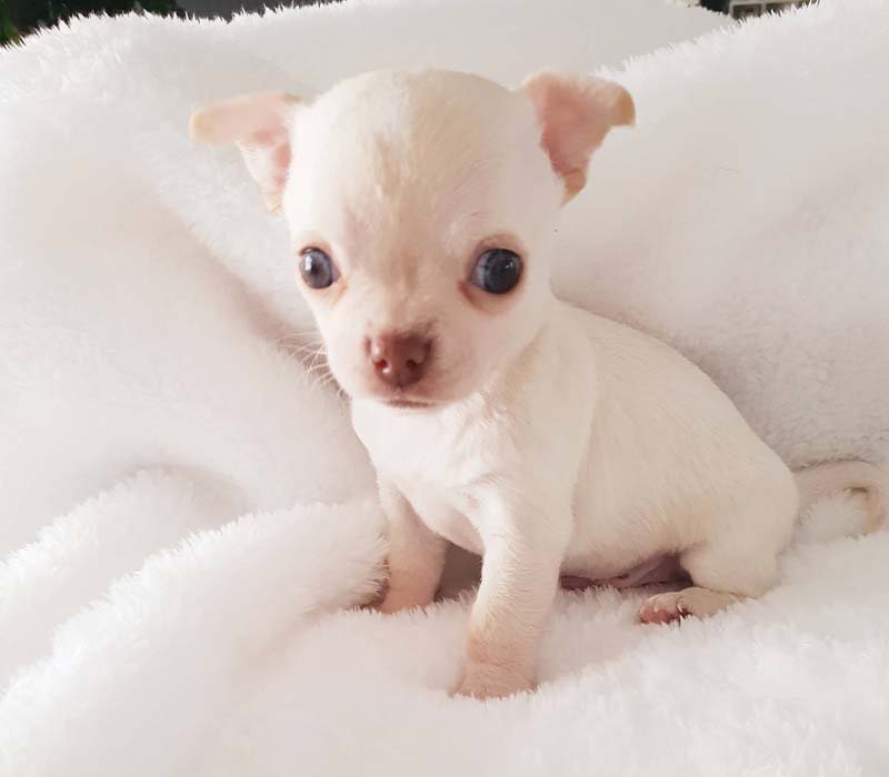 Chiot Chihuahua à vendre