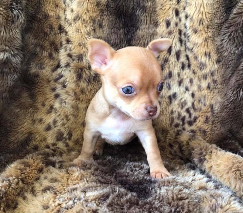 Chiot Chihuahua à vendre