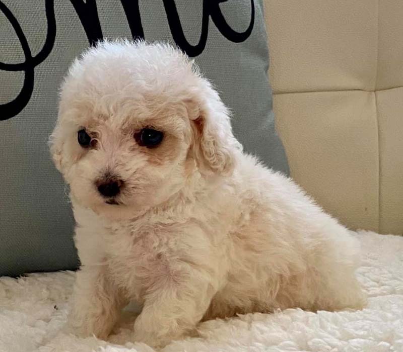 Chiot Maltipoo à vendre