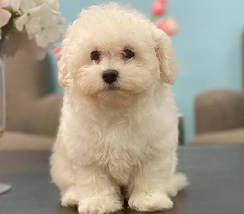 Chiot Maltipoo à vendre