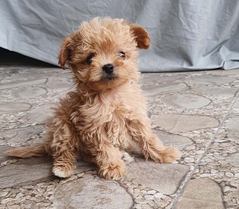 Chiot Maltipoo à vendre