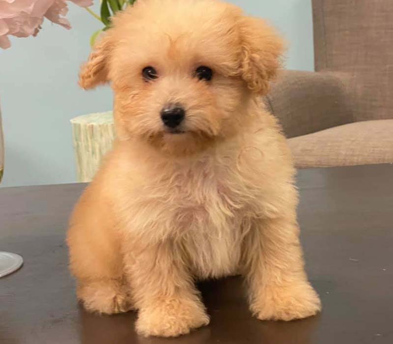 Chiot Maltipoo à vendre