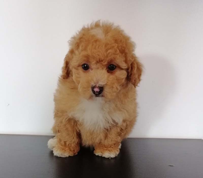 Chiot Maltipoo à vendre