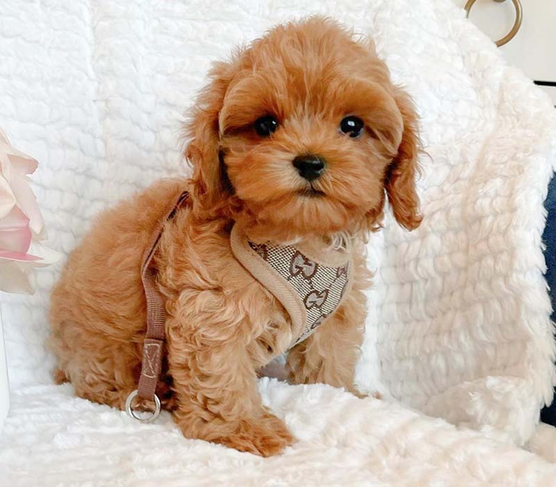 Chiot Maltipoo à vendre