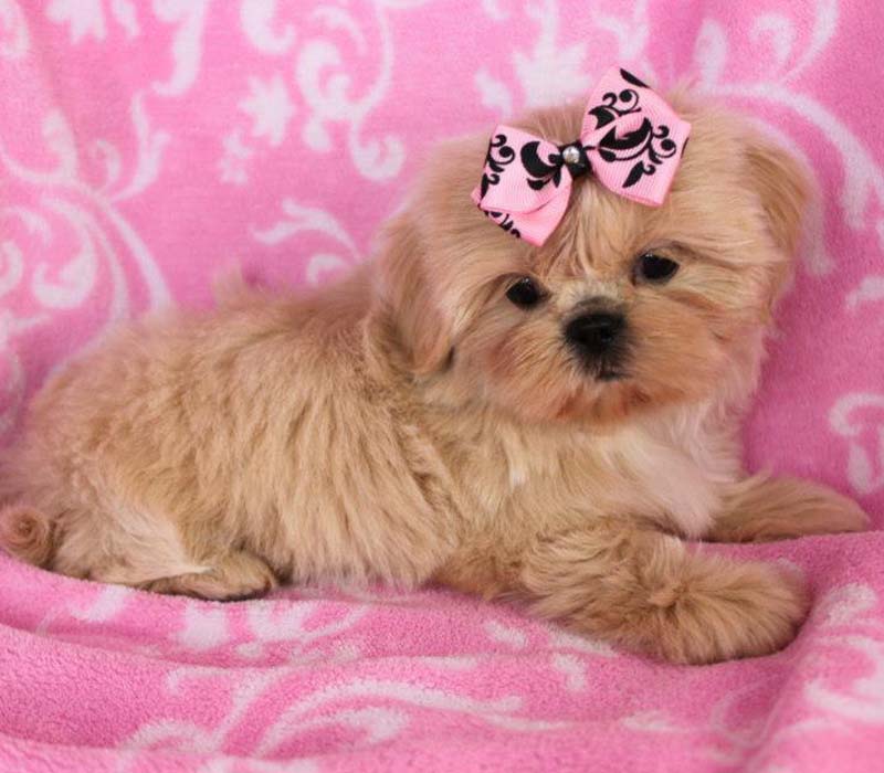 Chiot Shih tzu à vendre