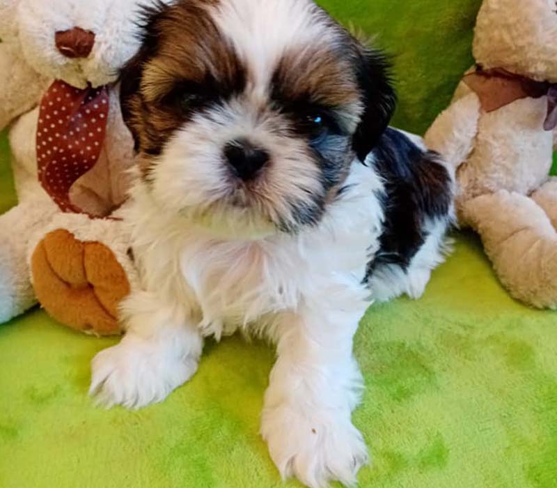 Chiot Shih tzu à vendre