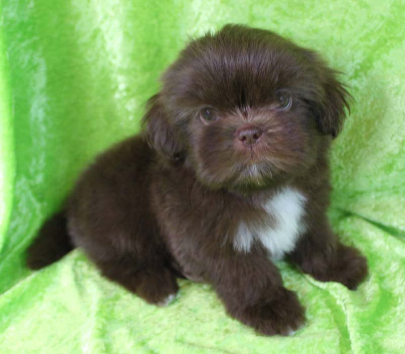 Chiot Shih tzu à vendre