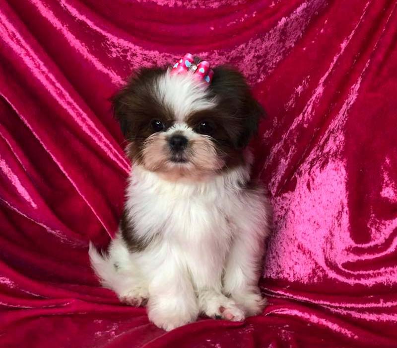 Chiot Shih tzu à vendre